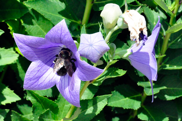 Flowers and the Bees